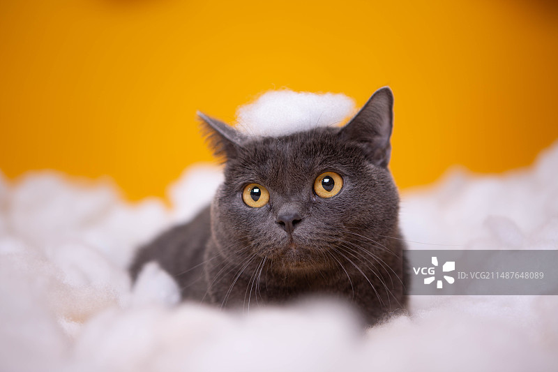 蓝猫室内写真图片素材