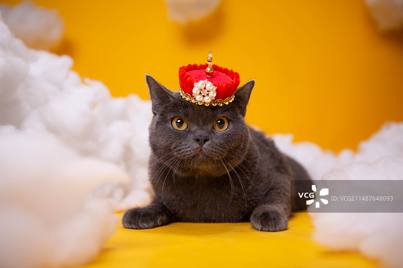 蓝猫室内写真图片素材