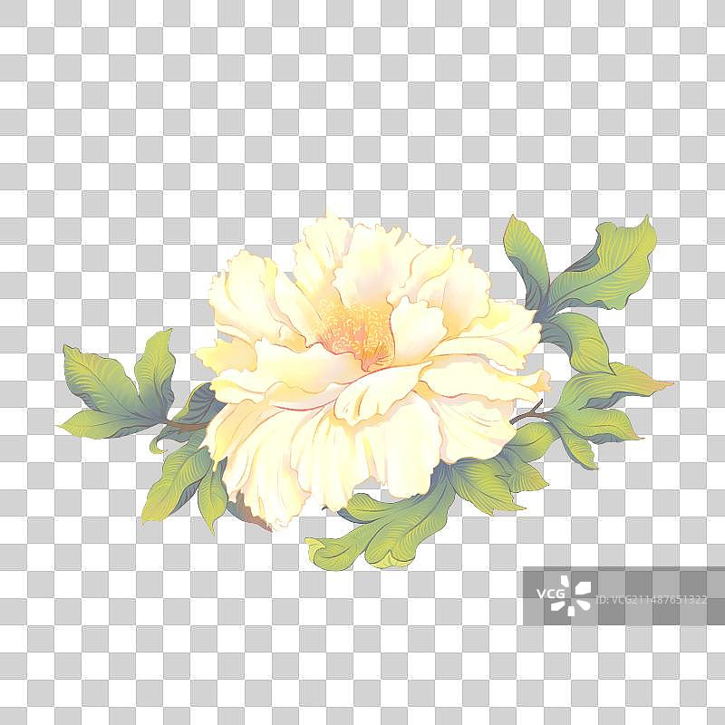 盛开的牡丹花图片素材