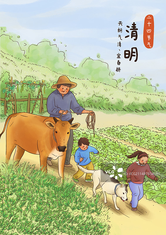 二十四节气清明春天春季放牛耕地种菜乡土农村生活图片素材