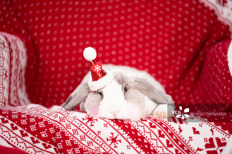 圣诞兔子图片素材