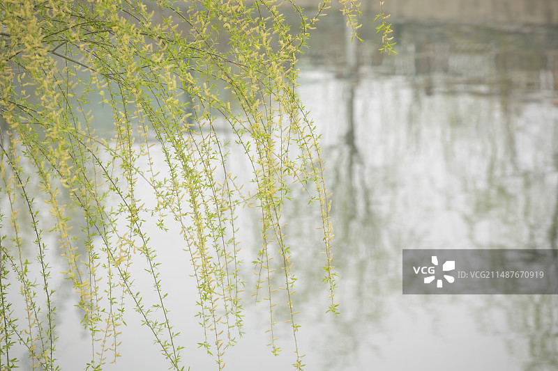 早春的黄绿色柳条图片素材