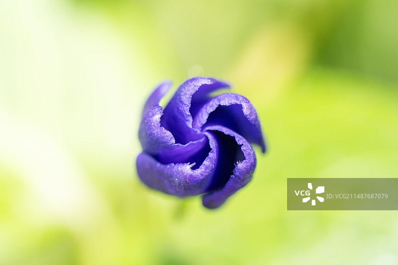 蔓长春花的花苞图片素材