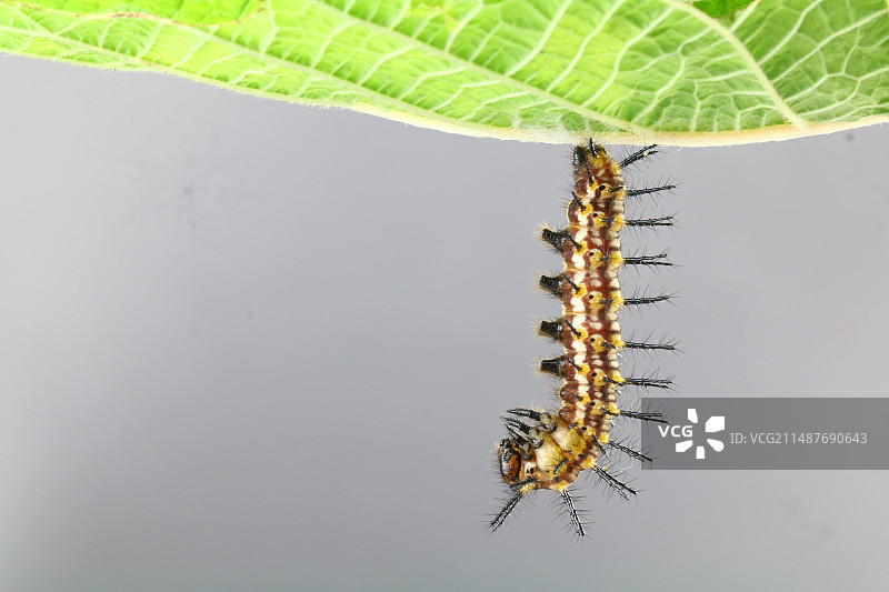 苎麻珍蝶幼虫图片素材