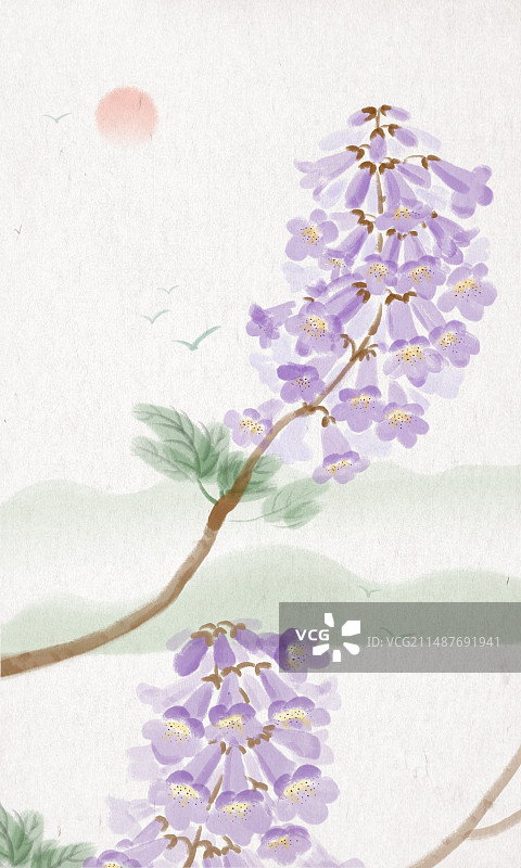 梧桐花图片素材