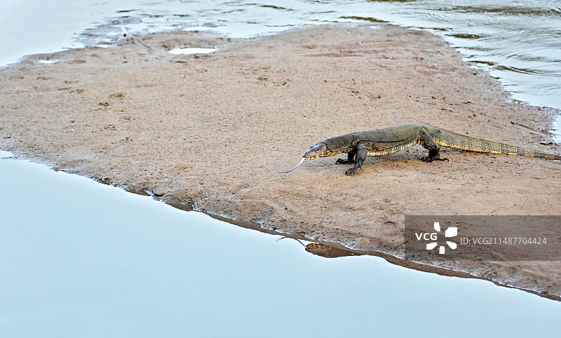 在河道沙洲上的孟加拉巨蜥图片素材