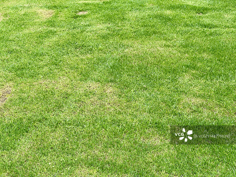 春天绿色的草坪背景图图片素材