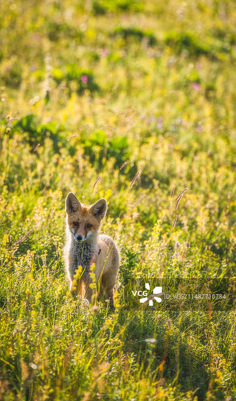 新疆野生狐狸图片素材
