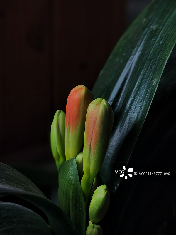 含苞待放的君子兰图片素材