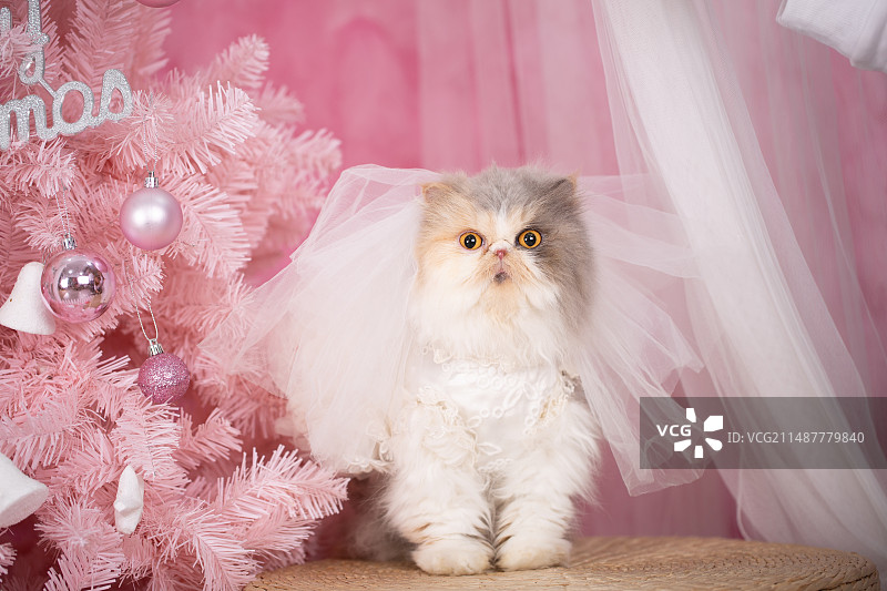 粉色婚纱加菲猫图片素材