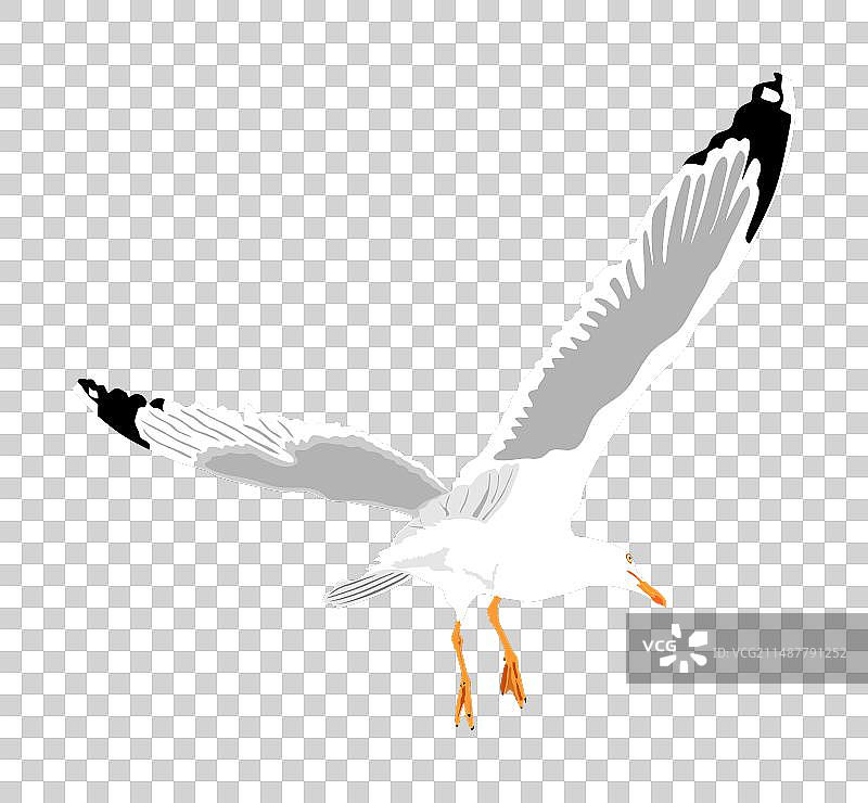 蓝天背景下的海鸥飞翔图片素材