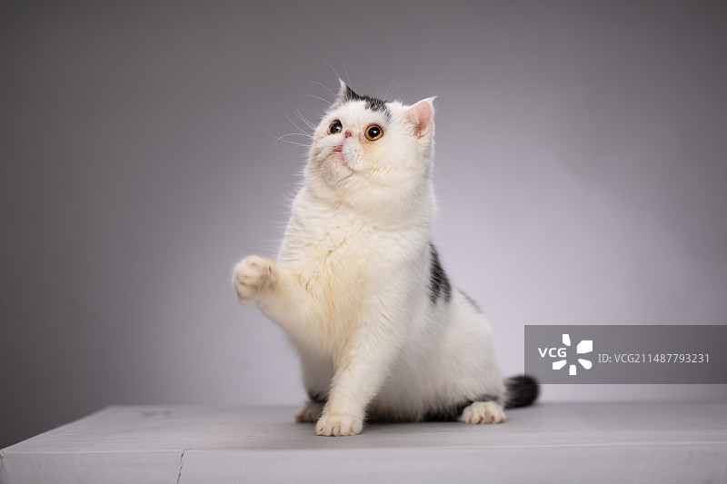 灰底纯色加菲图片素材