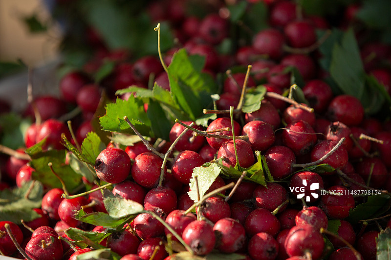 一堆山楂特写镜头图片素材