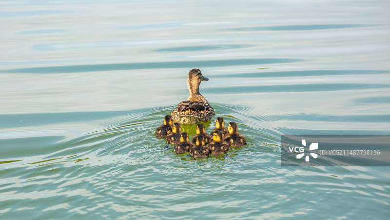 一只母野鸭牵着她的小鸭在小溪里图片素材