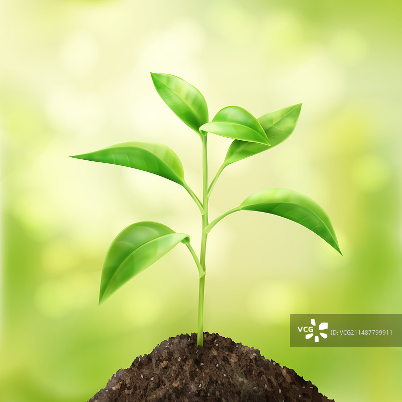 绿色小嫩芽图片素材