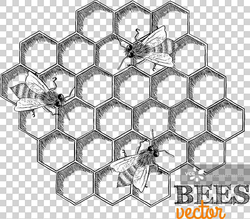 蜜蜂和蜂巢图片素材