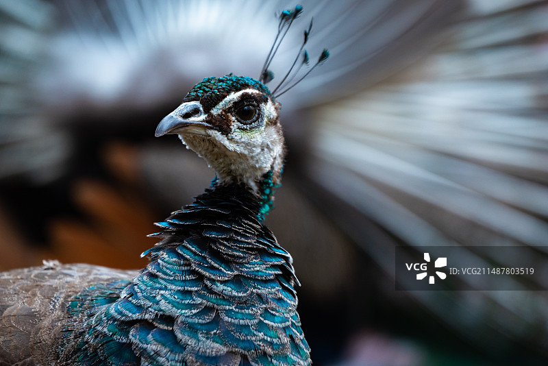 雌孔雀图片素材