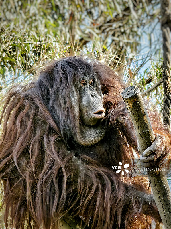 婆罗洲猩猩（云南野生动物园）图片素材
