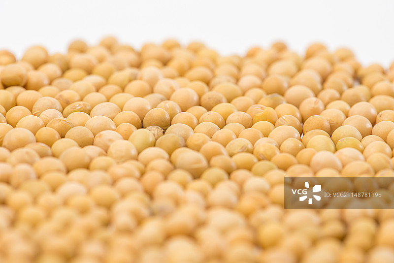 大豆图片素材