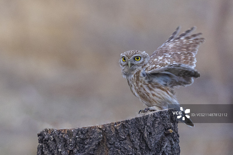 纵纹腹小鸮图片素材