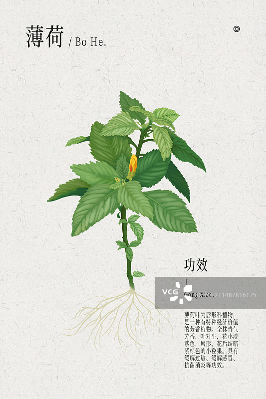 薄荷植物中医药材手绘插画竖构图模版图片素材