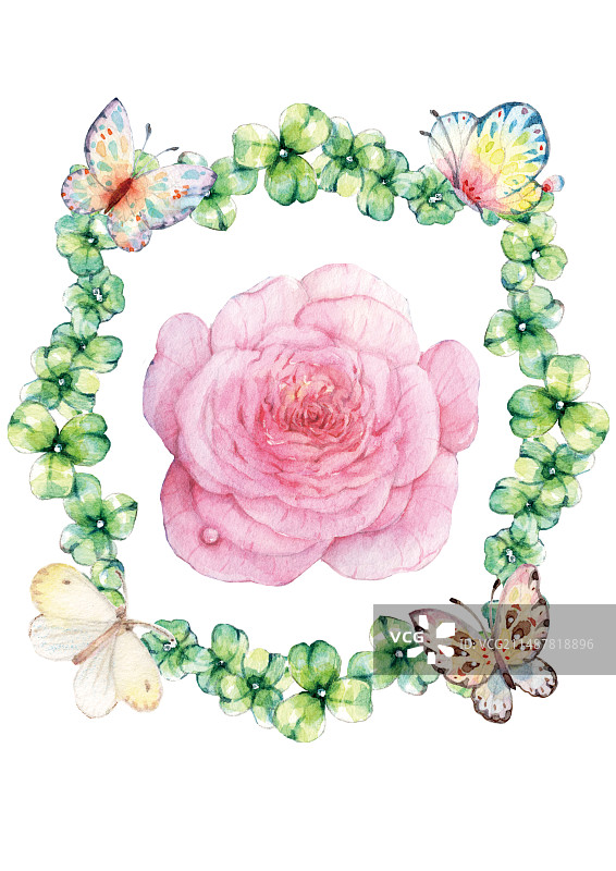 白色背景下粉红色月季花朵的特写镜头插画设计图片素材