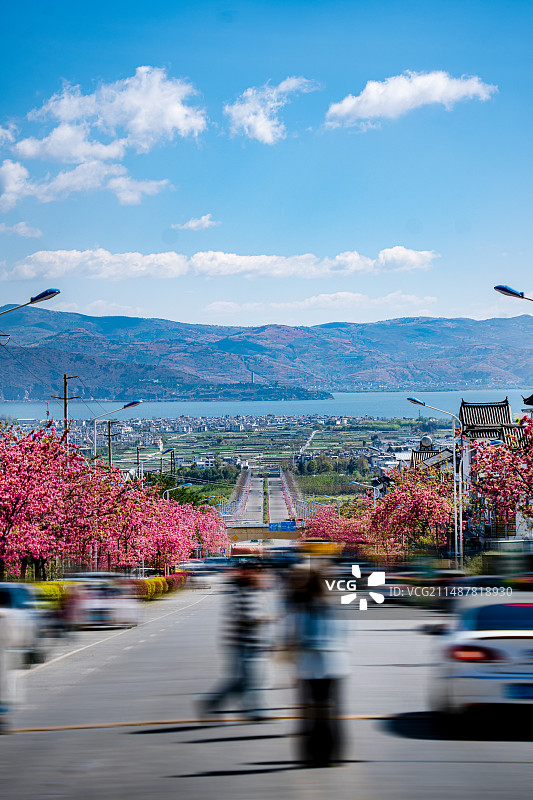 苍洱大道，苍洱樱花大道，大理图片素材