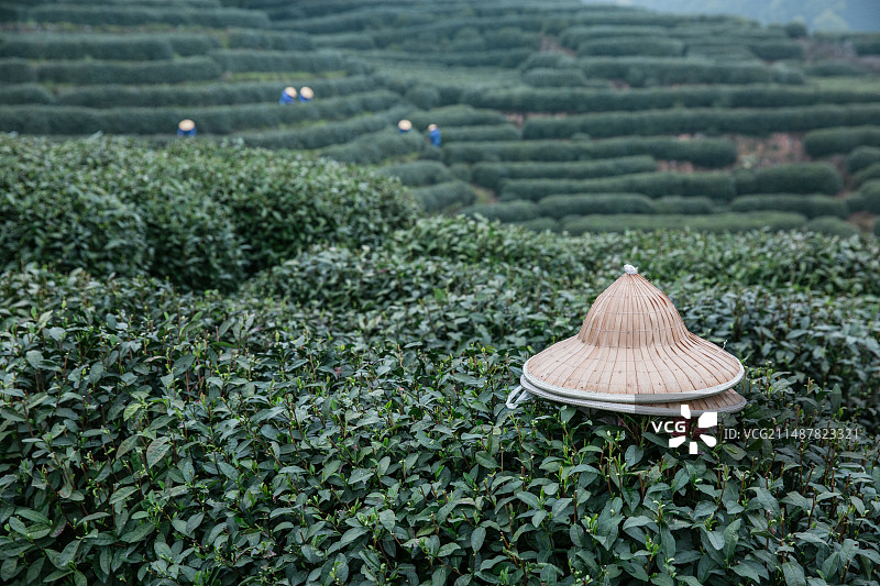 茶园里的帽子图片素材
