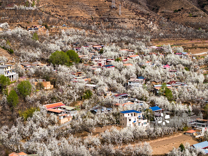 四川阿坝金川县春季梨花图片素材