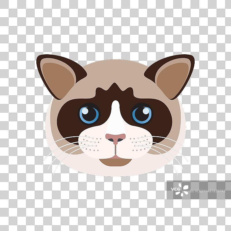 蓝色眼睛的布偶猫脸图片素材