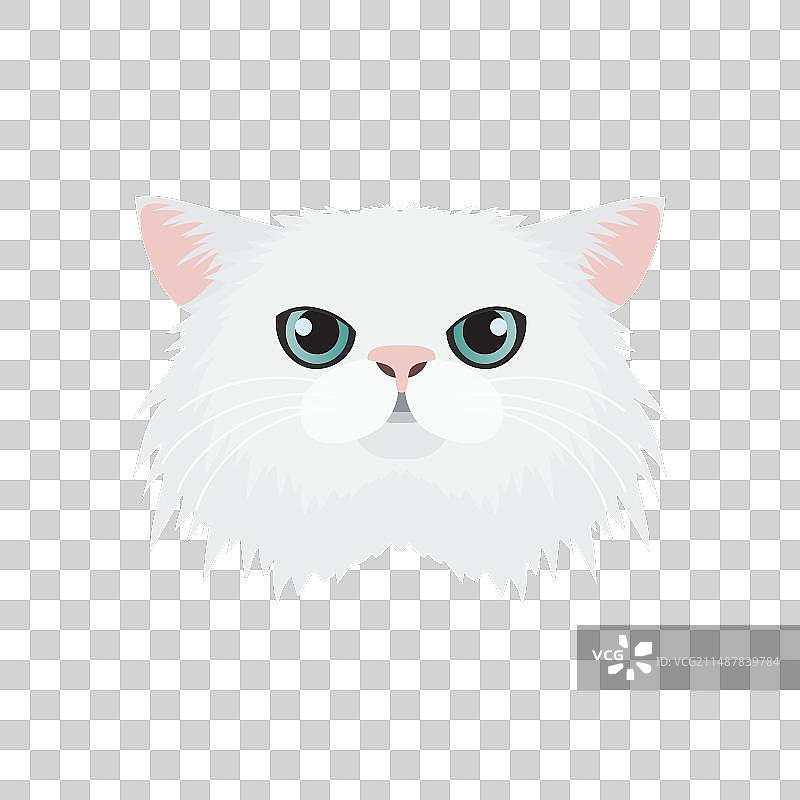 波斯猫面部特写：白色可爱长毛小猫图片素材
