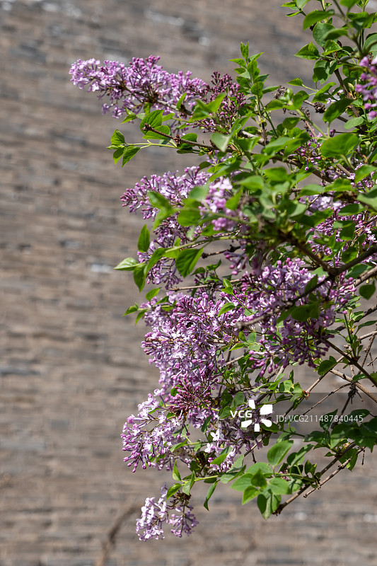 春天盛开的紫色丁香花特写与古老的砖墙图片素材