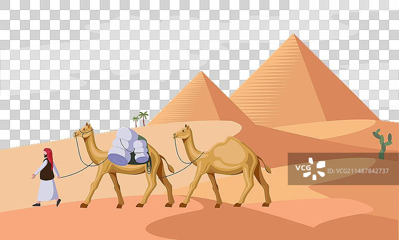 男子牵着骆驼在埃及金字塔附近行走图片素材