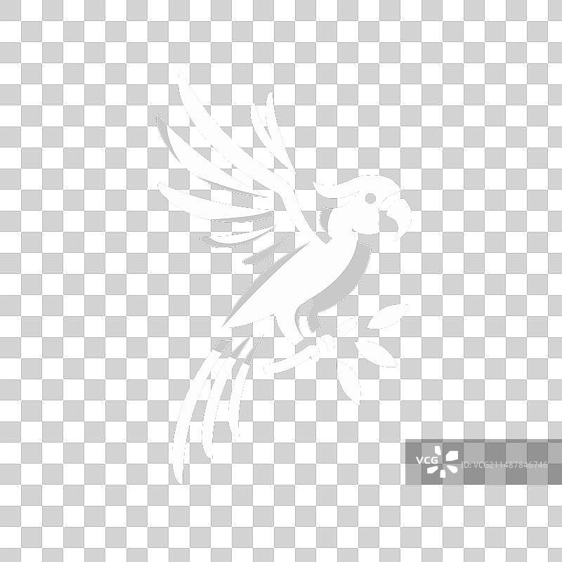 黑白金刚鹦鹉图片素材