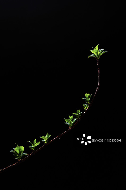 向光而生：一根树枝上的新芽图片素材