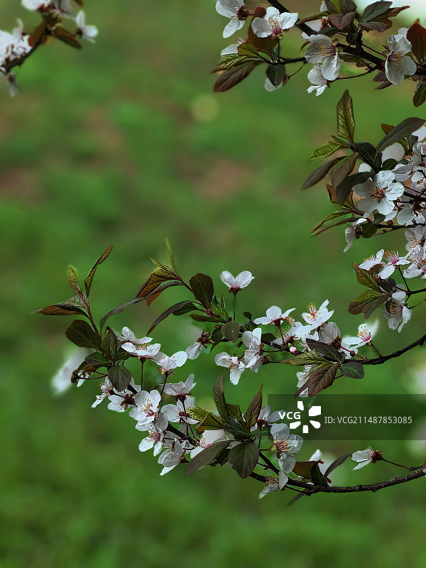山杏华开图片素材