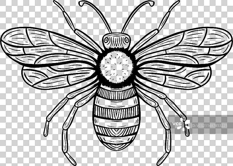 手绘蜜蜂雕刻素描图片素材