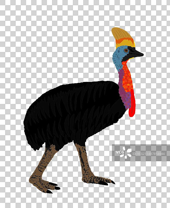 孤立于白色背景上的南方食火鸡图片素材