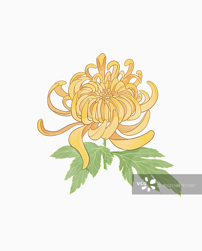 菊花图片素材