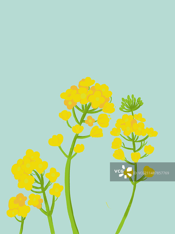 油菜花图片素材