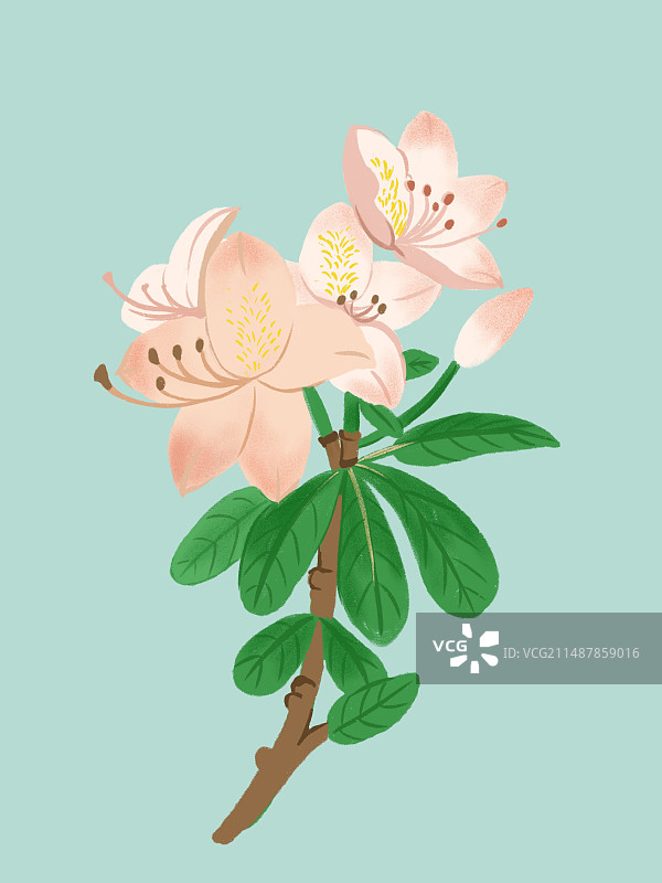 杜鹃花图片素材
