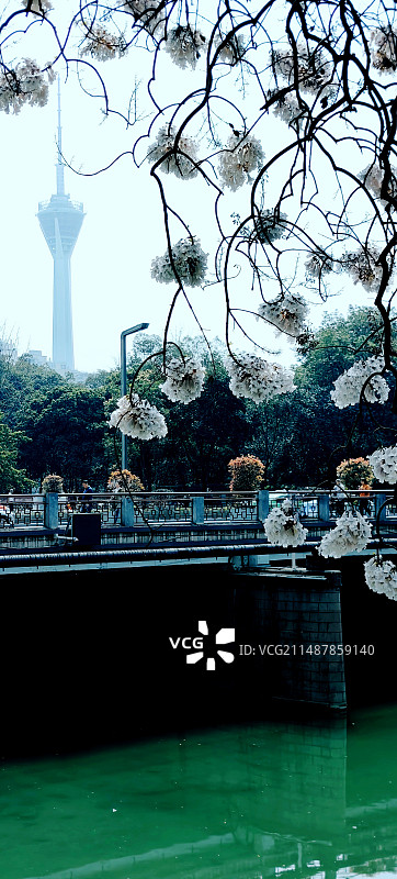 泡桐花开图片素材