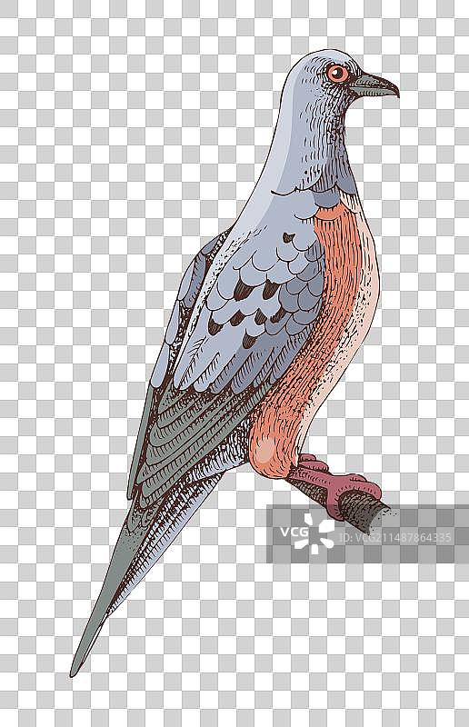 已灭绝的 passenger 鸽子素描图片素材