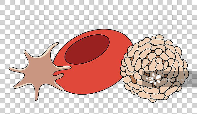红细胞、白细胞、血小板血液图片素材