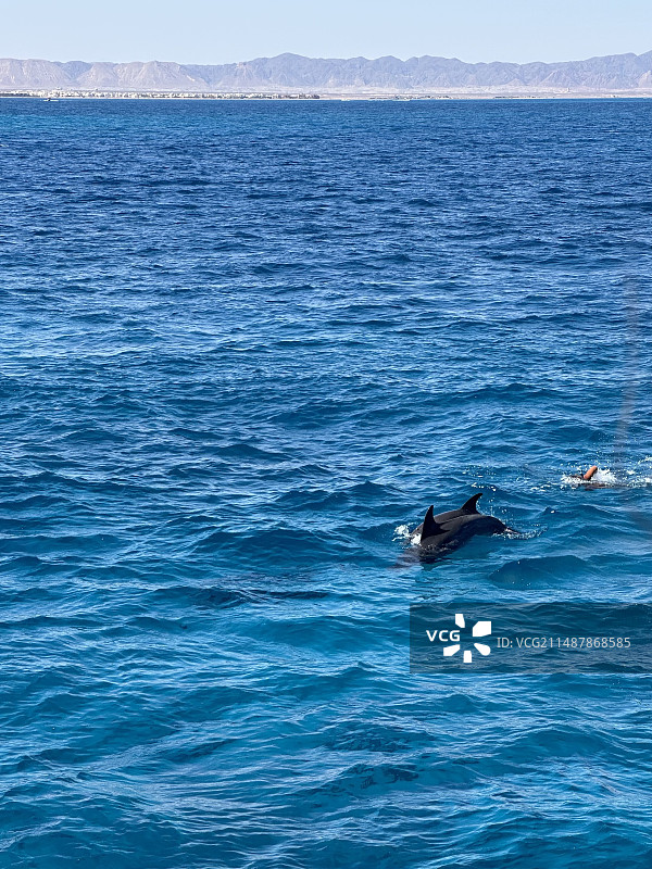 红海的野生海豚图片素材