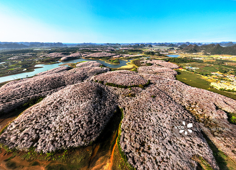 2024年3月25日，因持续两天的高温，终于让贵州平坝农场的樱花一夜全开，灿烂如霞。图片素材