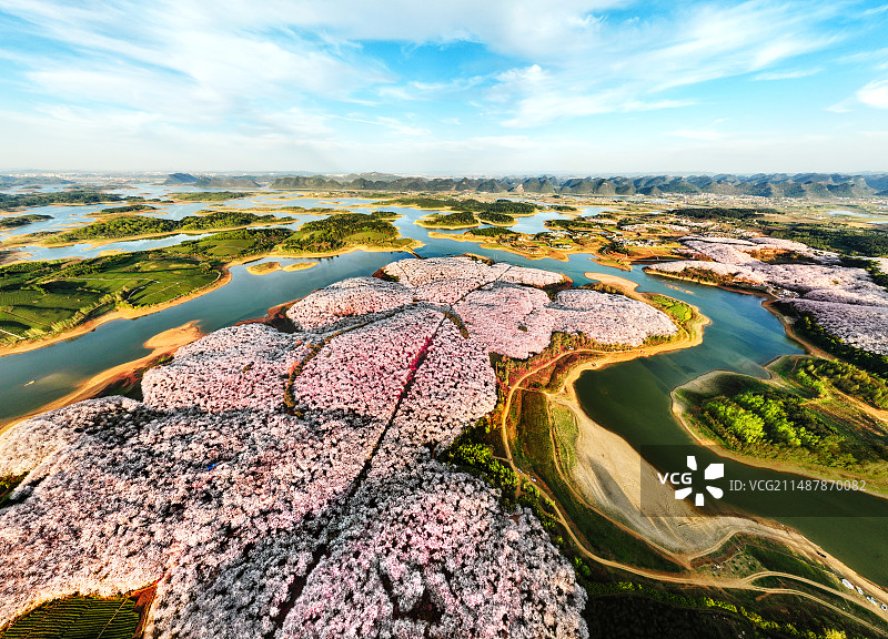 2024年3月25日，因持续两天的高温，终于让贵州平坝农场的樱花一夜全开，灿烂如霞。图片素材