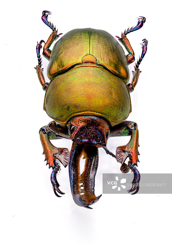 印尼金楸虫图片素材