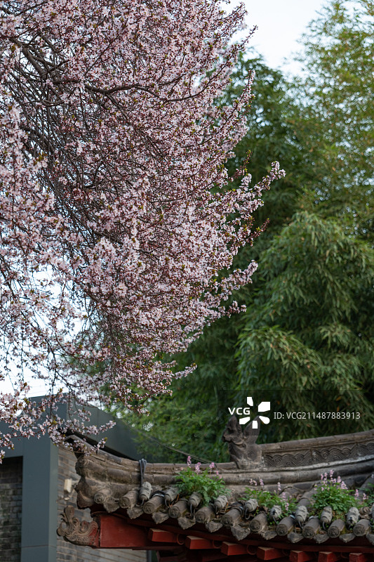 中国式古建筑青瓦屋顶与春天盛开的紫叶李还有绿色竹林同框图片素材