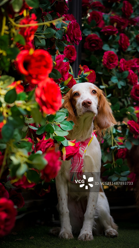 鲜花中的史宾格犬图片素材